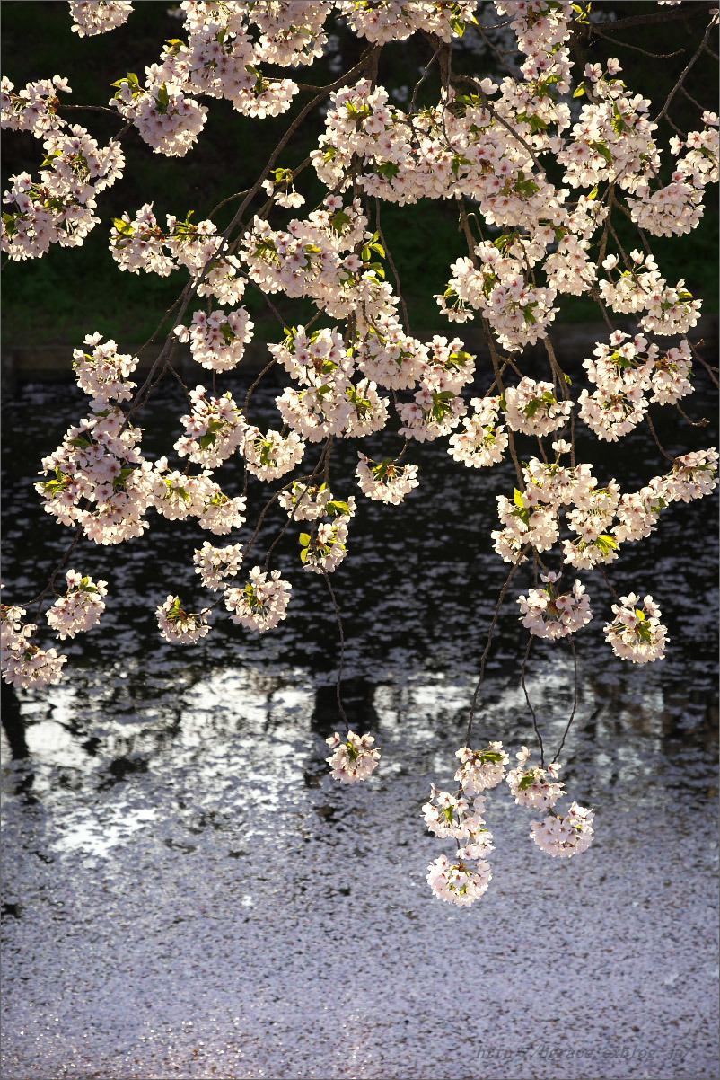 弘前公園の桜 花筏_b0191074_22532519.jpg