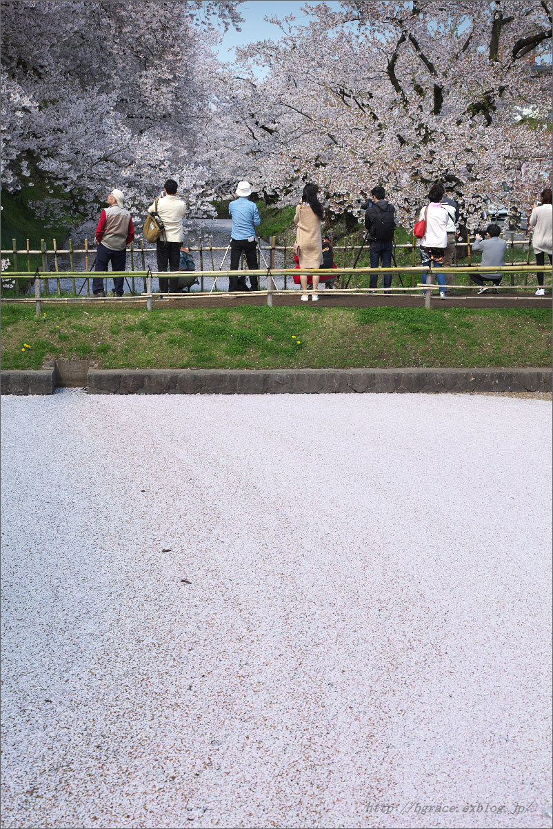 弘前公園の桜 花筏_b0191074_23574414.jpg