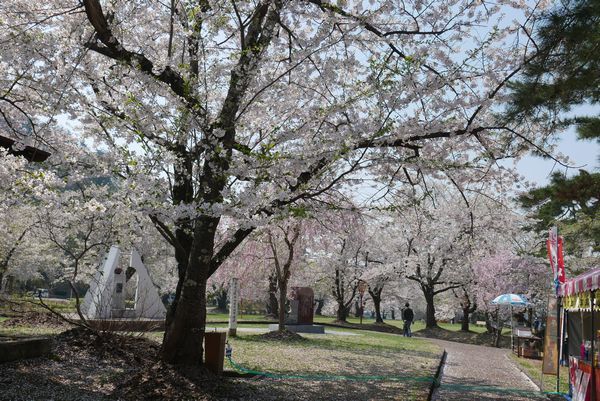 真人公園の桜 秋田４ いつもココロに マーク