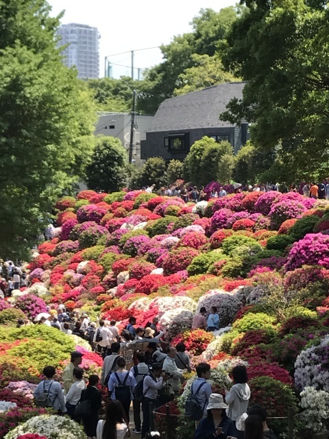 根津神社のつつじ_a0180279_17545952.jpg