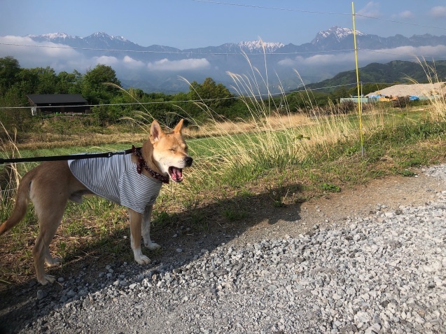 旅犬ヘンリー 1日目 山梨お散歩編_c0332184_20392072.jpeg