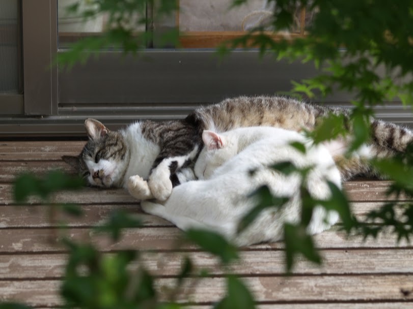 いつもベッタリ_f0197985_12091417.jpg