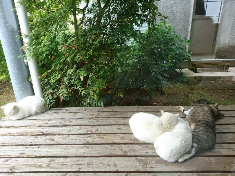 いつもベッタリ_f0197985_12110625.jpg