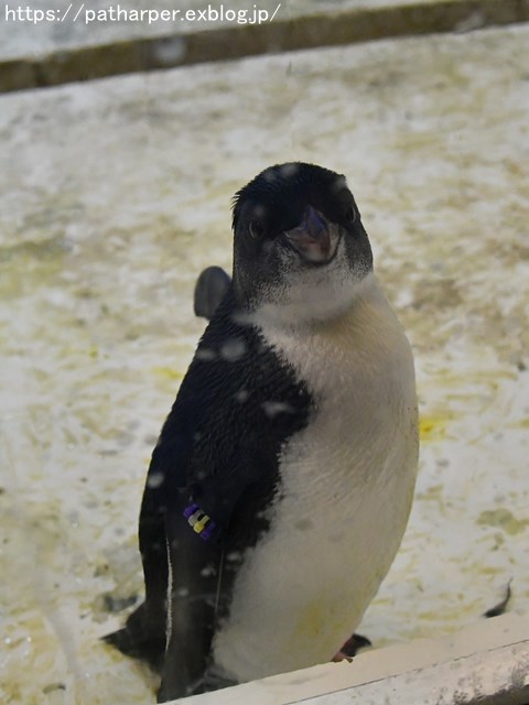 ２０１８年４月　白浜パンダ見隊　その１_a0052986_7582989.jpg