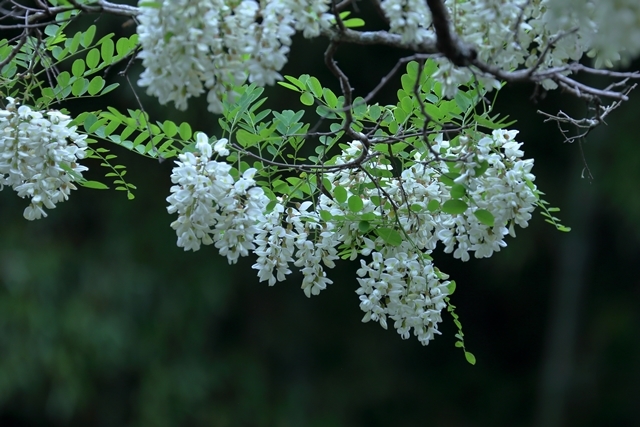 ニセアカシア　in  愛知池_b0236595_19310924.jpg