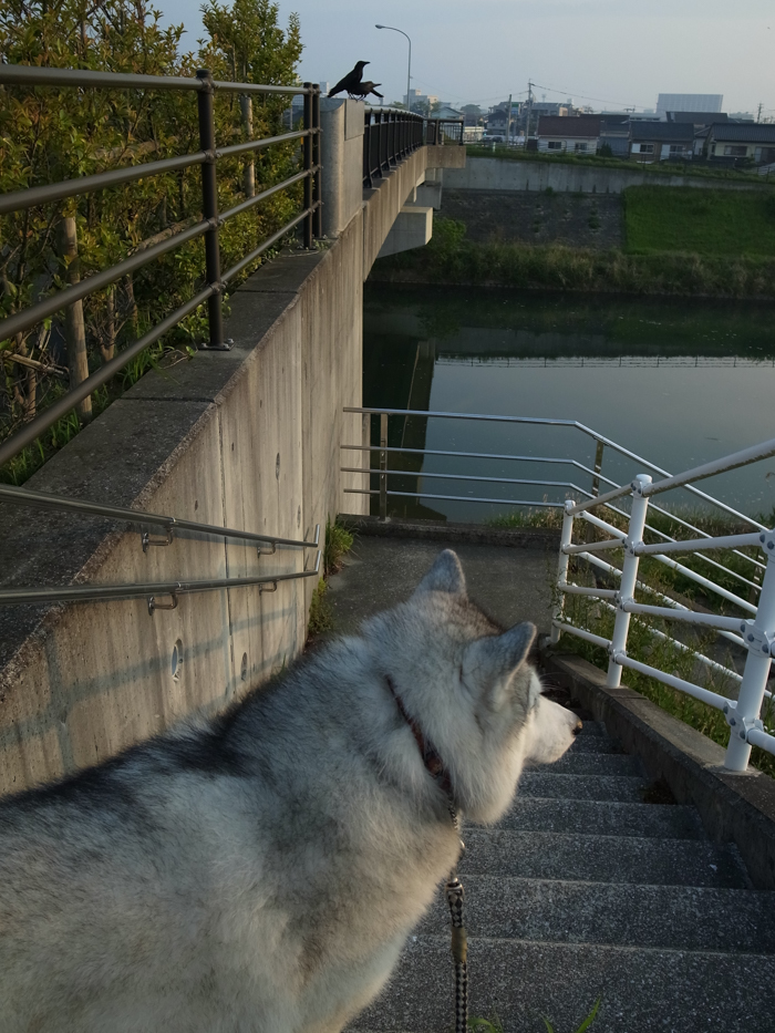 きょうも頑張るはなちゃん(*^_^*)_c0049299_23070218.jpg