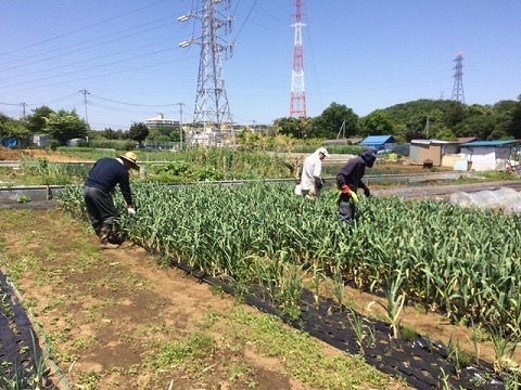 4/28(土)　野菜　ニンニクの管理作業_e0270403_21430574.jpg