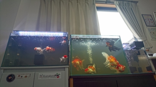 青水対策で遮光カーテン Today S Memory 青水対策で遮光カーテン Today S Memory