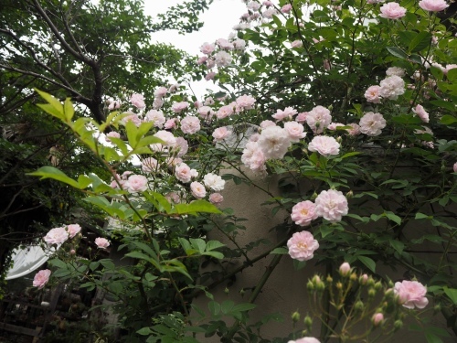 d0179410_22261274.jpeg