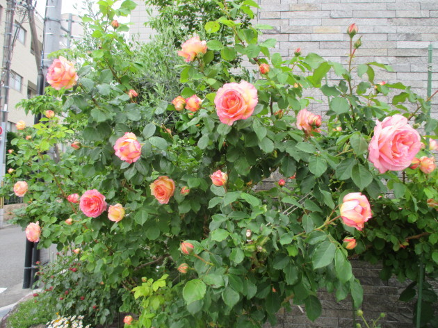 b0183111_09200829.jpg
