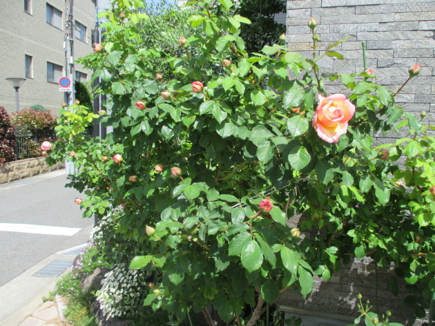 b0183111_09431346.jpg