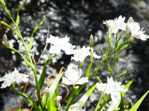 c0062511_21444784.jpg