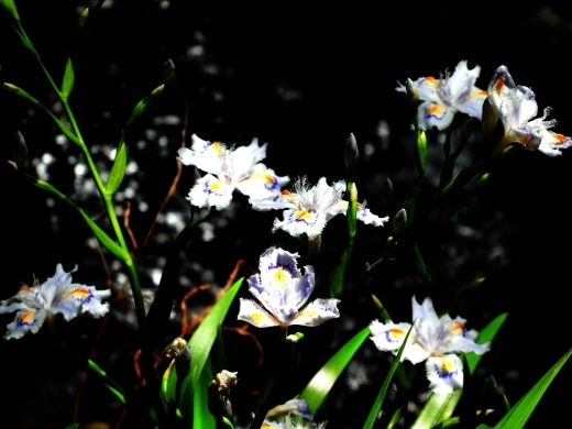 c0062511_22175944.jpg