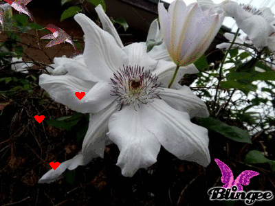 b0352112_20062470.gif