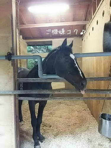 コクオーが、_b0187620_20065570.jpg