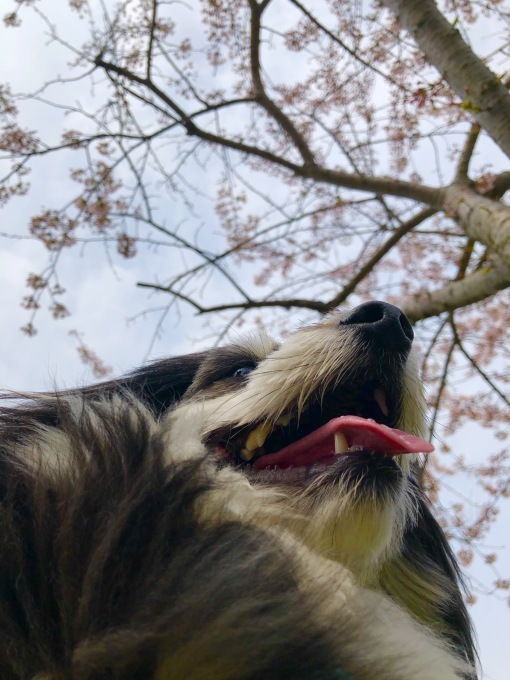 桜&#127800;桜_f0147821_23055492.jpeg