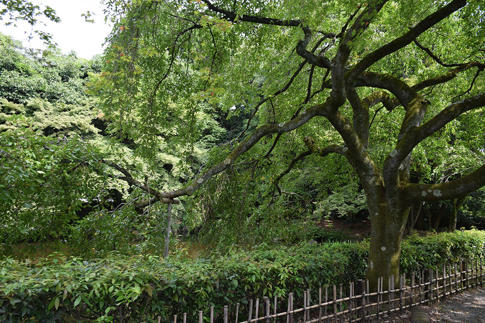 幕末京都逍遥 その59 「近衛邸跡(京都御苑)」_e0158128_15120004.jpg