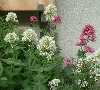 珍しい花 セントランサス 寺小屋日記