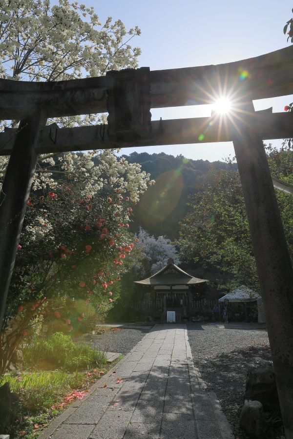 大豊神社の枝垂れ桜_b0325840_21415518.jpg