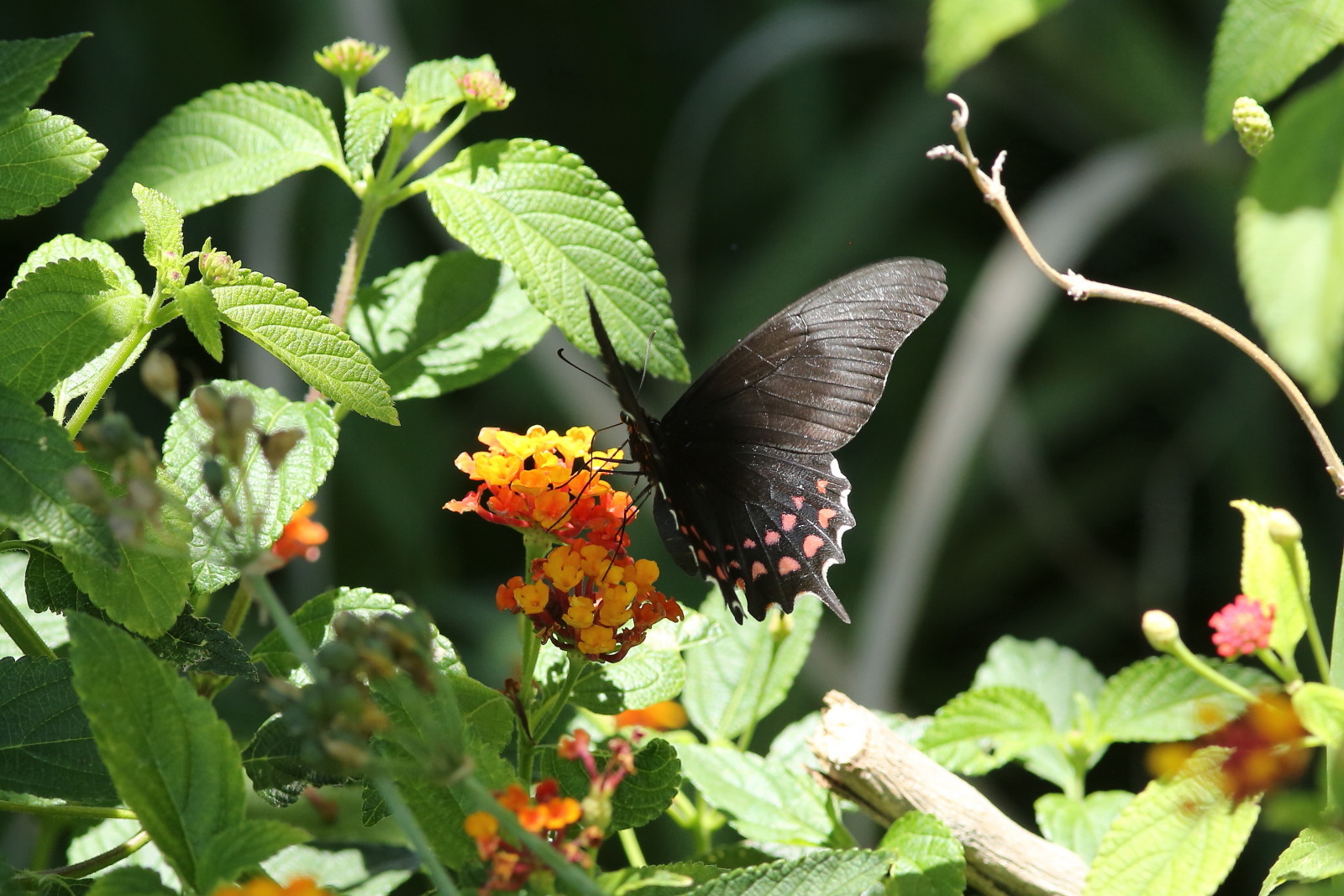 二重に並んだ赤紋を持つ黒系アゲハ Papilio Rogeriと赤い鳥ベニタイランチョウ Mexico Butterfly Dragonfly 二重に並んだ赤紋を持つ黒系アゲハ Papilio Rogeriと赤い鳥ベニタイランチョウ Mexico Butterfly Dragonfly