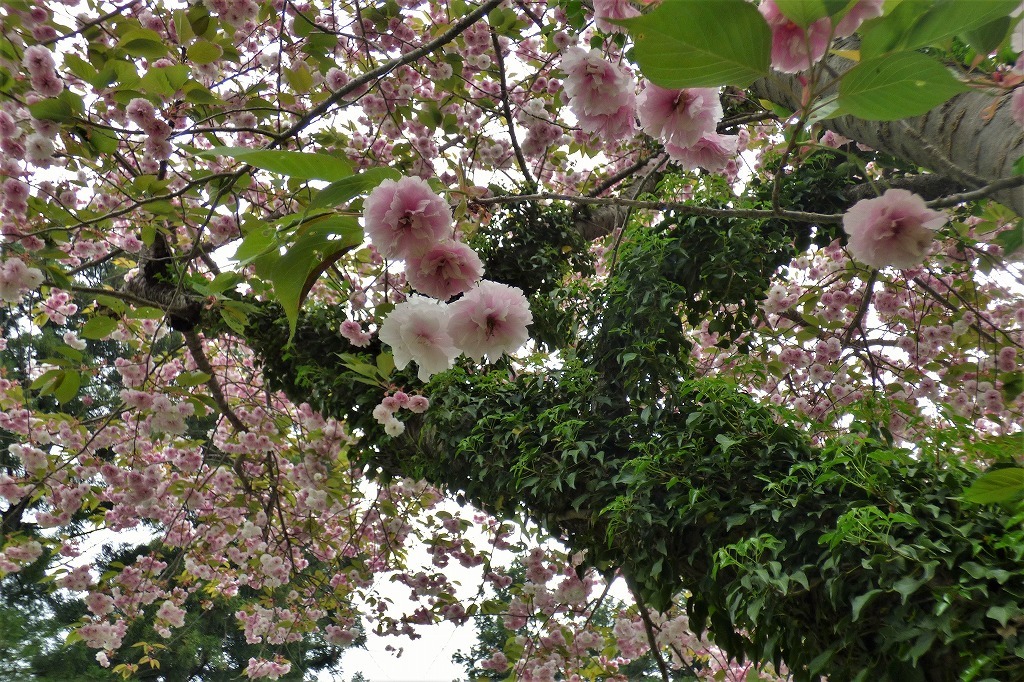 c0294658_20565018.jpg