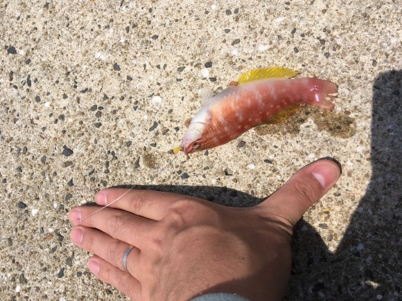 2018年馬渡島遠征 1日目 ~ヒラマサは釣れるのか~_a0376159_17492909.jpeg