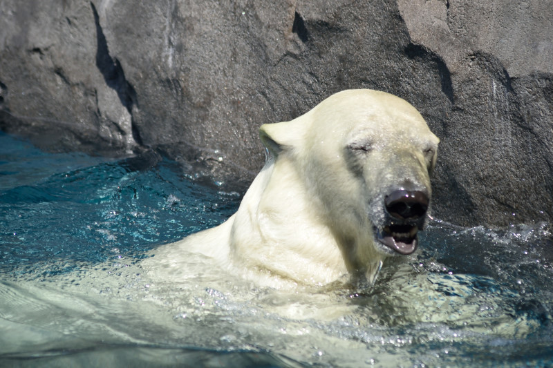 ほっきょくぐまのいちにち 2018/04/29 : メタのマクロ視点な奇跡なんて