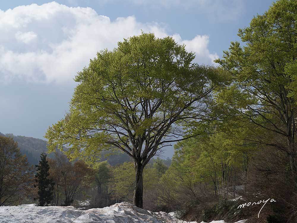 雪と新緑の大厳寺高原_c0085877_06082350.jpg