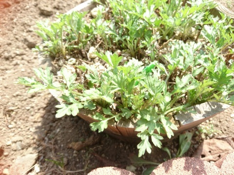 c0312878_09152510.jpg