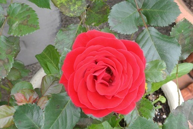 e0121583_15164166.jpg