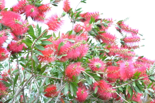 c0204385_20252935.jpg
