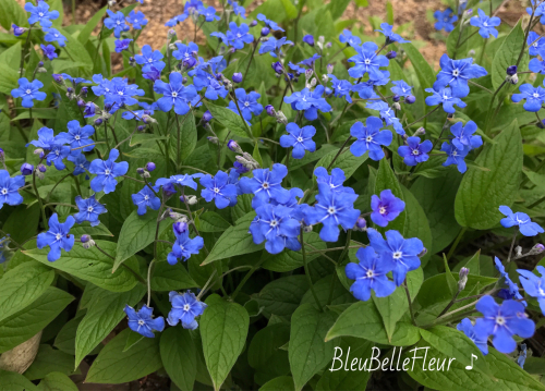 春の青い花 Bleu Belle Fleur ブルーベルフルール