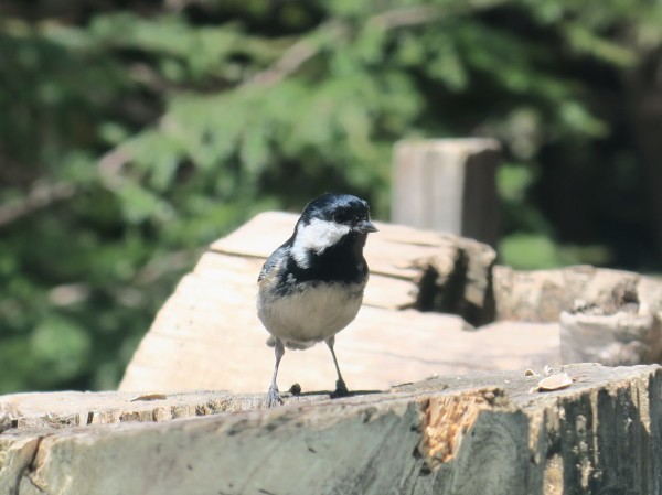 GWの山　北八ヶ岳しらびそ小屋_e0271890_10511106.jpg