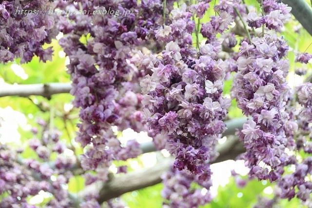 ASHIKAGA FLOWER PARK 　②八重藤、きばな藤のトンネル_f0374092_14393571.jpg