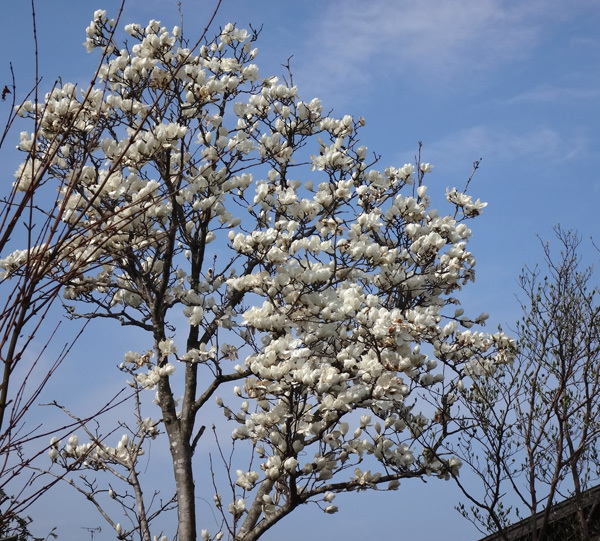 ハクモクレン_a0136293_18504218.jpg