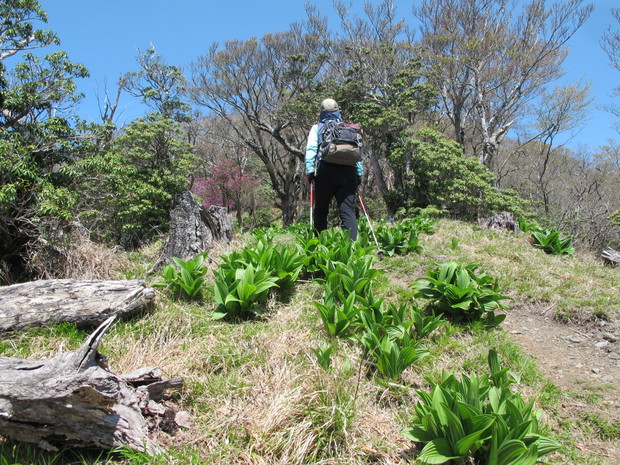 米良三山山開き～5合目から登る市房山　2018.4.29（日）_a0166196_16482141.jpg