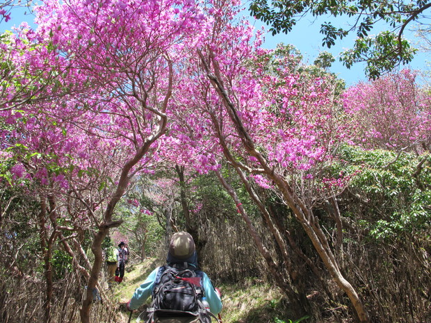 米良三山山開き～5合目から登る市房山　2018.4.29（日）_a0166196_1648332.jpg