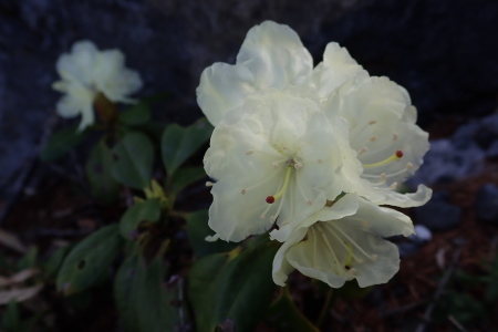 高原で見られる花たち_e0120896_21271300.jpg