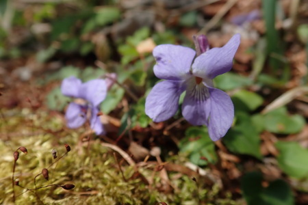 高原で見られる花たち_e0120896_21275388.jpg