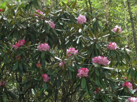 高原で見られる花たち_e0120896_21342190.jpg