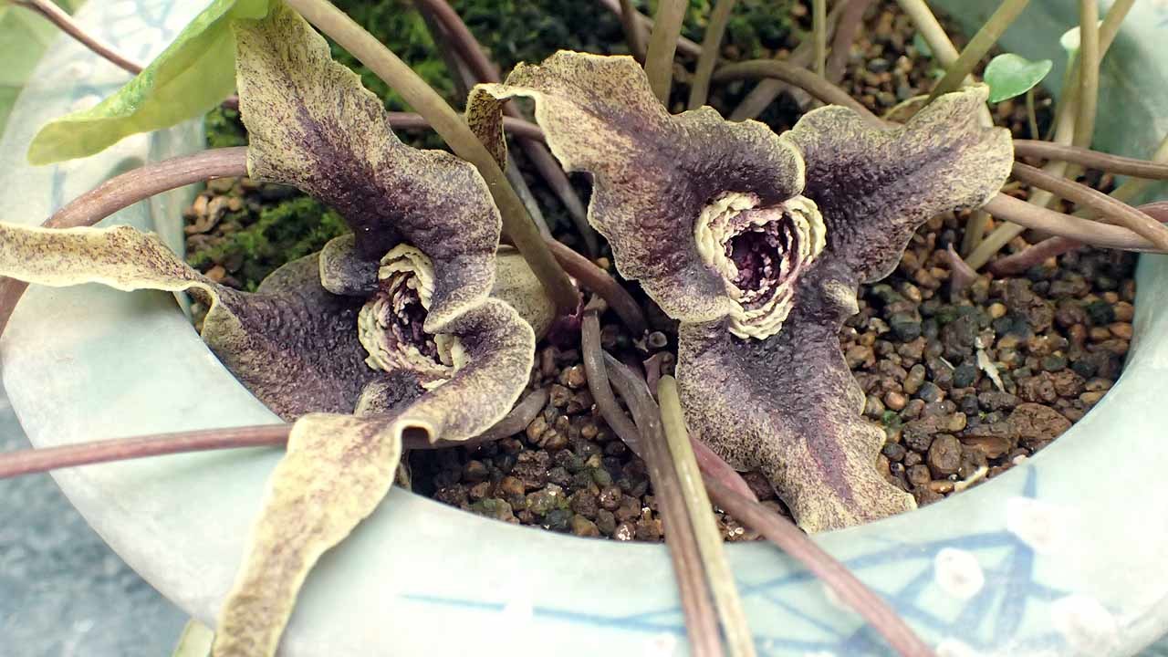 大輪素芯×尾長準素芯（カンアオイ） : 富貴蘭チャンネル