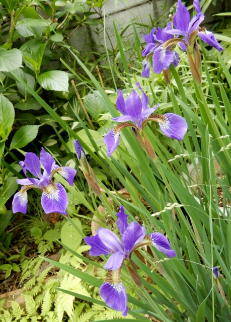 e0025300_212708.jpg