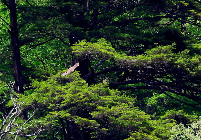 クマタカ：緑の背景姿２０１８_c0319902_15554963.jpg