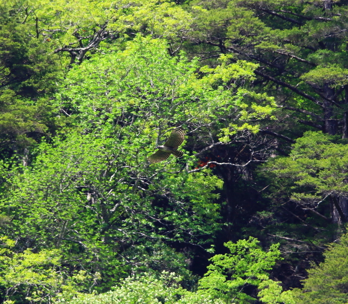 クマタカ：緑の背景姿２０１８_c0319902_15561142.jpg