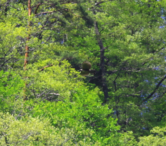 クマタカ：緑の背景姿２０１８_c0319902_15564204.jpg