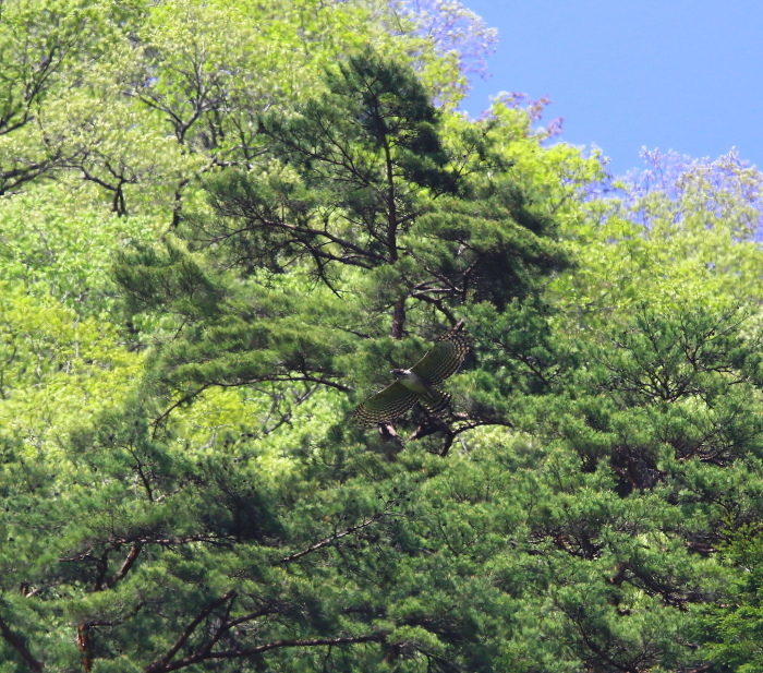 クマタカ：緑の背景姿２０１８_c0319902_15565295.jpg