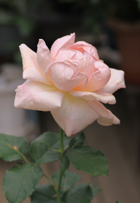 d0248502_05283335.jpg