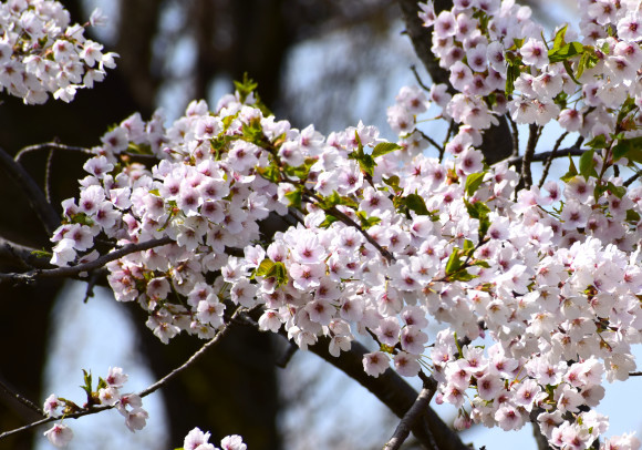 【春を満喫】桜見に行ったり雪見てきたりしてみた_c0336907_19055679.jpg