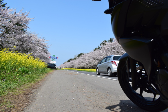 【春を満喫】桜見に行ったり雪見てきたりしてみた_c0336907_19072156.jpg