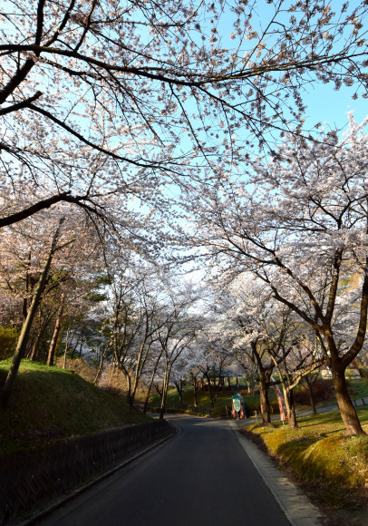 【春を満喫】桜見に行ったり雪見てきたりしてみた_c0336907_19301074.jpg